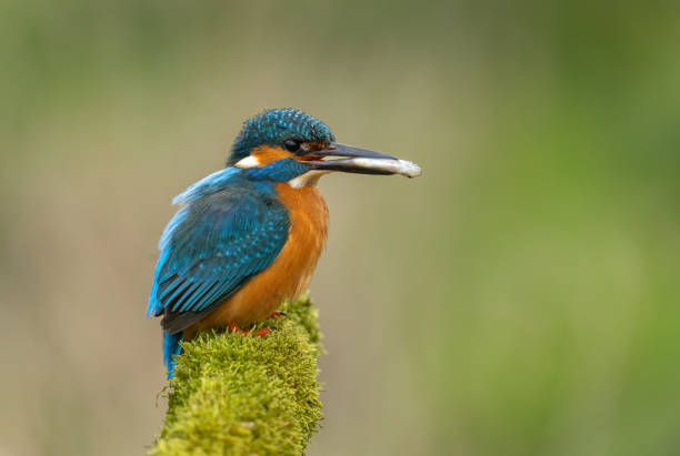istock Male common kingfisher (Alcedo atthis) with small freshwater fish. 2151922618