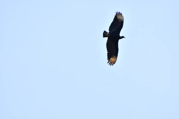 istock eagle in flight, photo as a background 2151924373