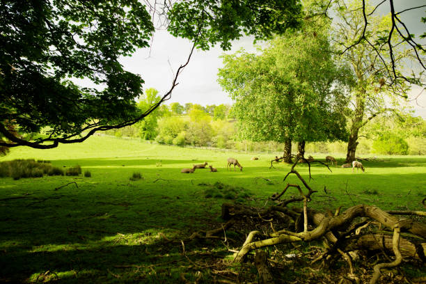 Red and fallow deer enjoy the eatly summer sunshine of a May bank holiday weekend.