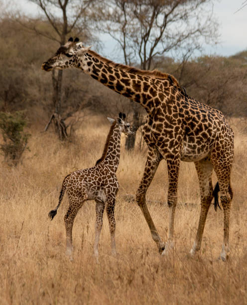 Adult giraffe with newborn calf in the African savannah