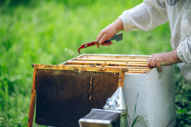 istock Beekeeper checking the honeycomb of a beehive 2151927007