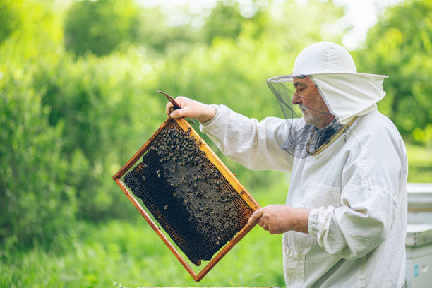 istock Beekeeper checking the honeycomb of a beehive 2151927064