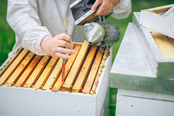 Beekeeper checking the honeycomb of a beehive