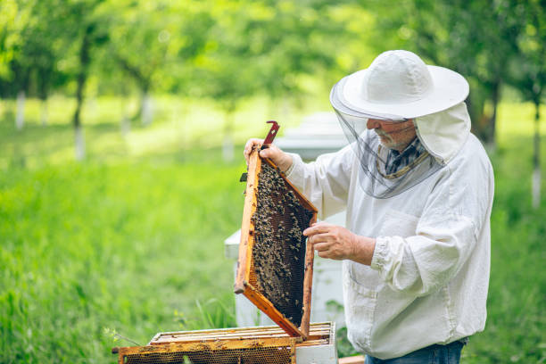 istock Beekeeper checking the honeycomb of a beehive 2151927718