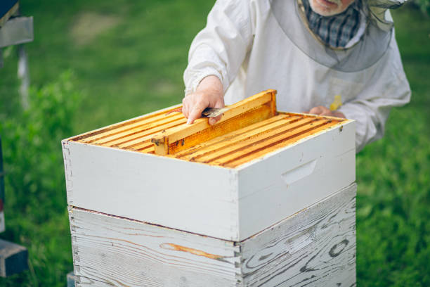 Beekeeper checking the honeycomb of a beehive