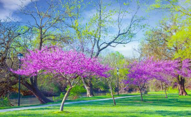 istock Stream side walk with Redbud Trees in full bloom- Howard County, Indiana 2151928120