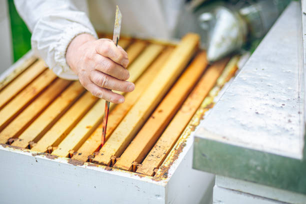 istock Beekeeper checking the honeycomb of a beehive 2151928338