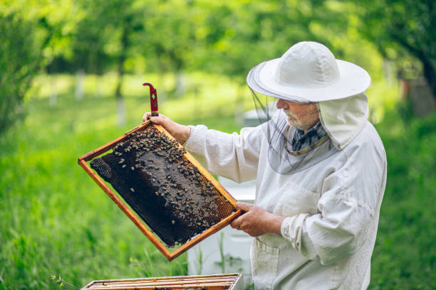 istock Beekeeper checking the honeycomb of a beehive 2151928473
