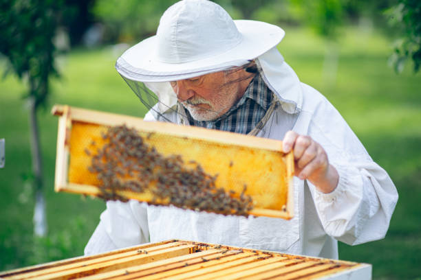 istock Beekeeper checking the honeycomb of a beehive 2151928727