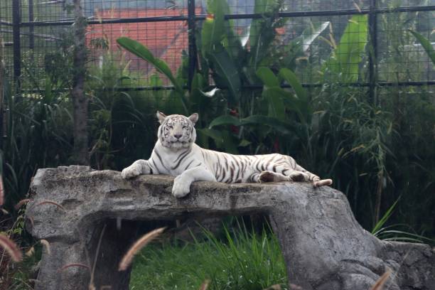 istock Sanctuary’s Silent Roar of White Tiger 2151928879