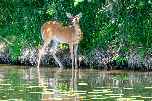 A young buck, a white-tailed deer, sneaks down to the water's edge in the afternoon on a summer's day.