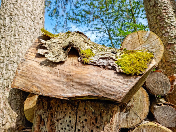 Woodworm pattern in dried tree trunk in the forest, under bright sunlight.