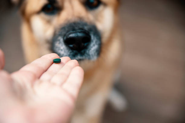 istock Medicine pill or vitamin for the dog 2151931689