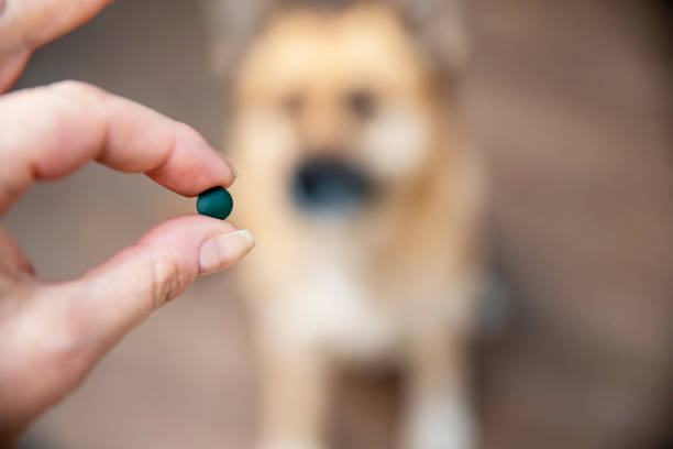 istock Green plant substitute pill for dog 2151931787