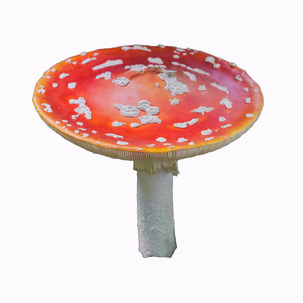 istock Red poison mushroom amanita, fly agaric isolated on white background. 2151932097