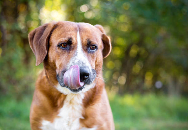 istock A Hound mixed breed dog licking its lips 2151932251