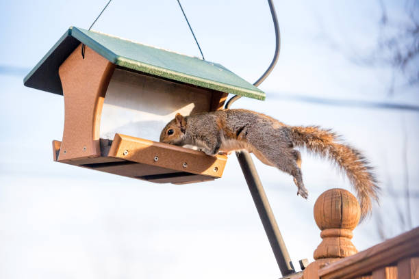 istock An Eastern Gray Squirrel leaping onto a hanging bird feeder 2151932257