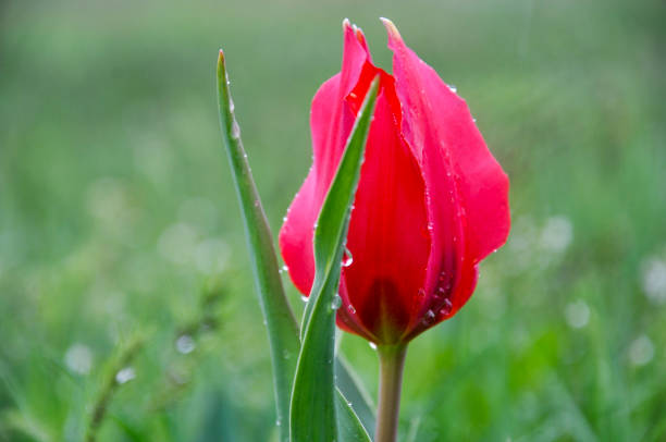 Garden border ground surface level close-up of large rain drops clinging to the interior surfaces of recently emerging spring time tulip leaves near Rochester, New York State.