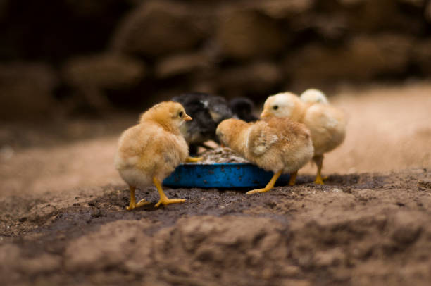 cute little chicks huddled together and eating
