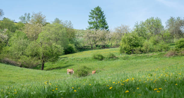brown calves in idyllic spring meadow of german sauerland with blooming trees under blue sky