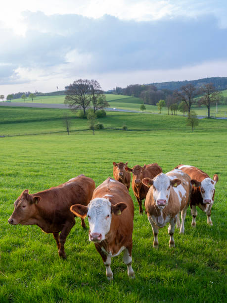 rural landscape with cows in green meadows  and trees at sunset in german sauerland in spring