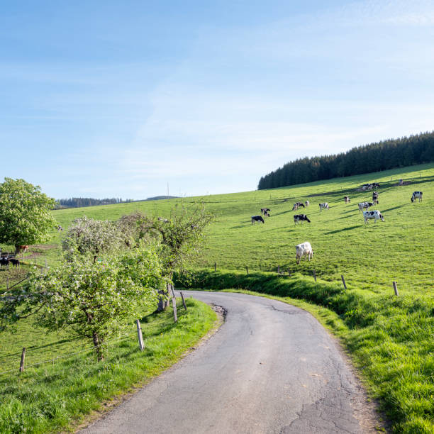 istock hillside meadow with black and white spotted cows and shadows in sauerland 2151933737