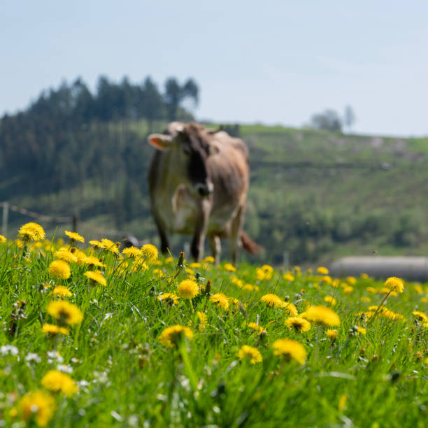 istock cow in meadow with dandelions in german part Sauerland 2151933742