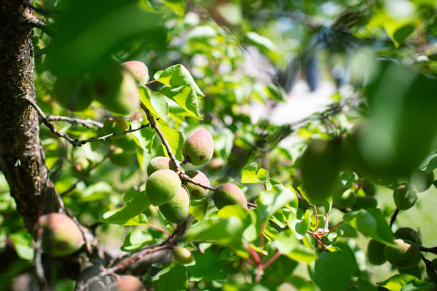 Photo of  an apricot on the tree with unripe fruit in small  orchard in a mountain village taken at noon. Apricots have been sprayed and cannot be used as organic food
