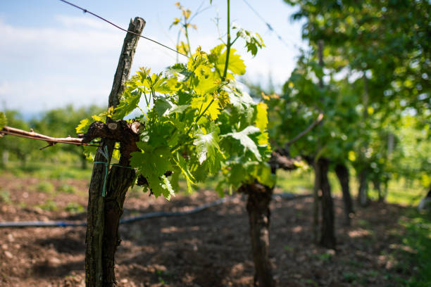istock Vineyards in the Serbian hills 2151934036