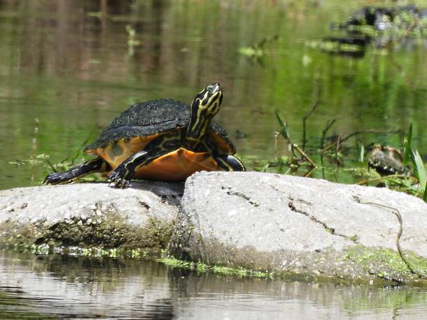 istock Florida Red-bellied Cooter (Pseudemys rubriventris) - resting on a rock 2151935251