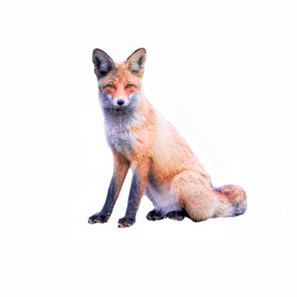 istock Red fox, Vulpes vulpes, sitting, isolated on white. 2151935302