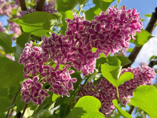 Отзывы садоводов о сирени Сенсация