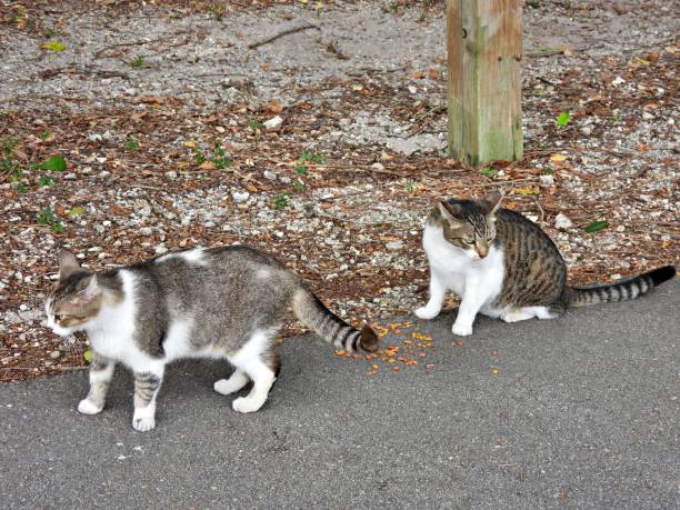 istock Feral Cats (Felis catus) - also known as a Community Cat. 2151936087