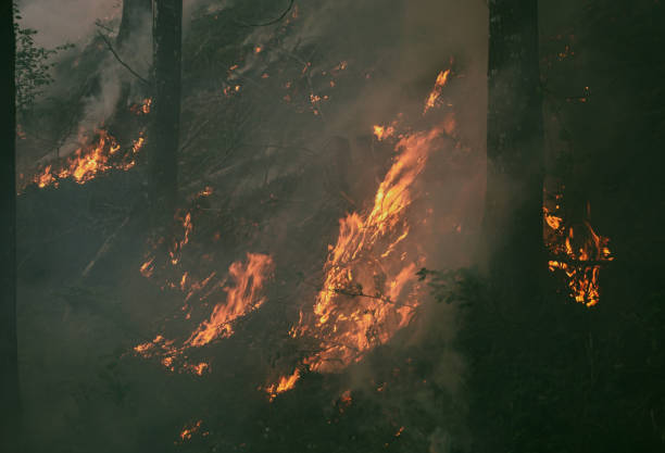istock View of fire in the forest 2151936237