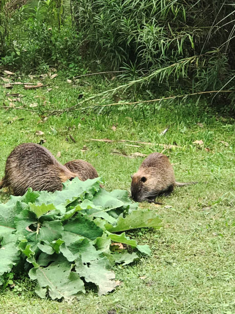 istock Coypus on the lake shore 2151936245