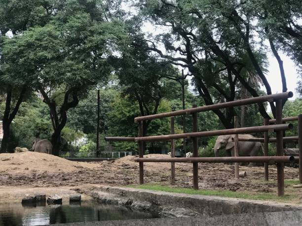 istock Animals in the old zoo. Elephants 2151936304