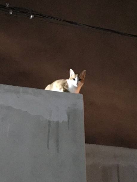 istock Little cat on the edge of a wall 2151936362