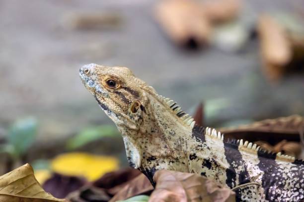 A black iguana, Ctenosaura similis, in a rainforest in Costa Rica.