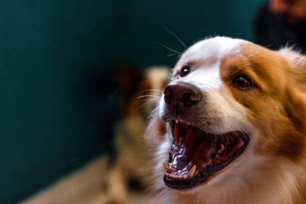 Portrait of a dog in the foreground
