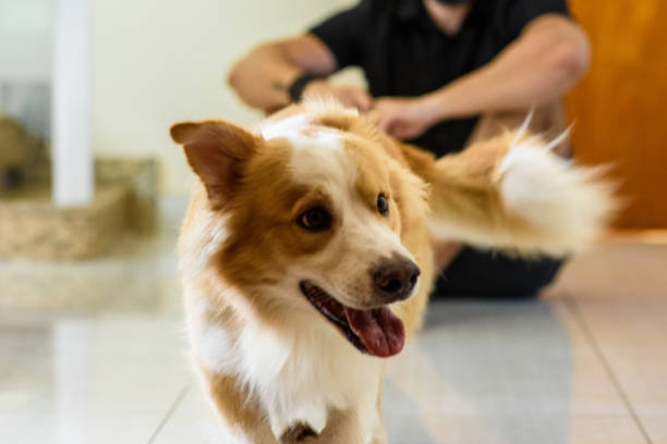 Portrait of a dog in the foreground
