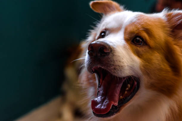 Portrait of a dog in the foreground