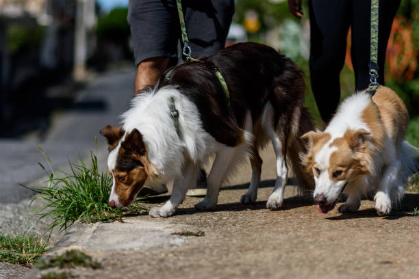 istock Couple walks with their pets 2151941116