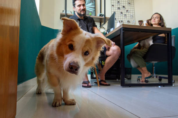 Cozy dog lying under a desk near a person wearing jeans, home office companionship concept