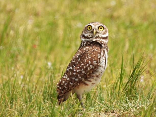 istock Burrowing Owl (Athene cunicularia) - resting in the high grass 2151943772