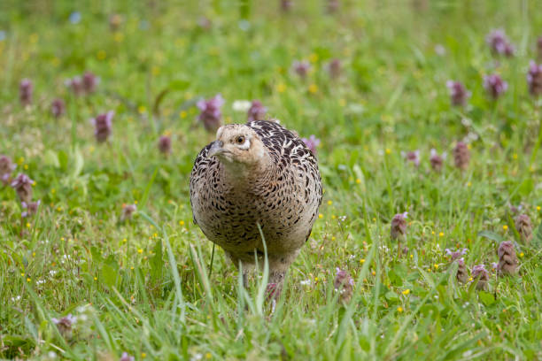 Feale Green Pheasant in the fallow field.