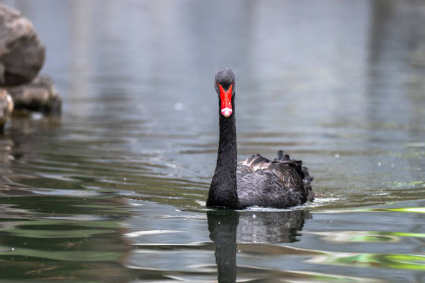 istock Black swan on the water 2151946440