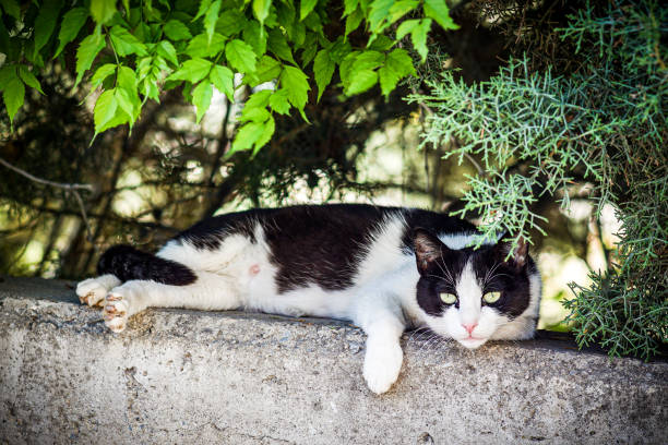 Cat with black and white colors is sitting on the wall