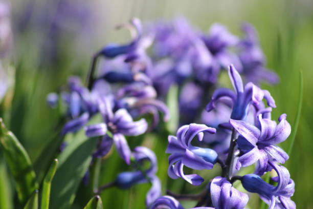 istock Purple hyacinths 2151948102