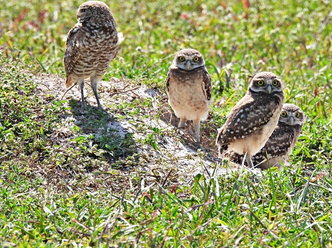 Burrowing Owls - profile, looking at the camera