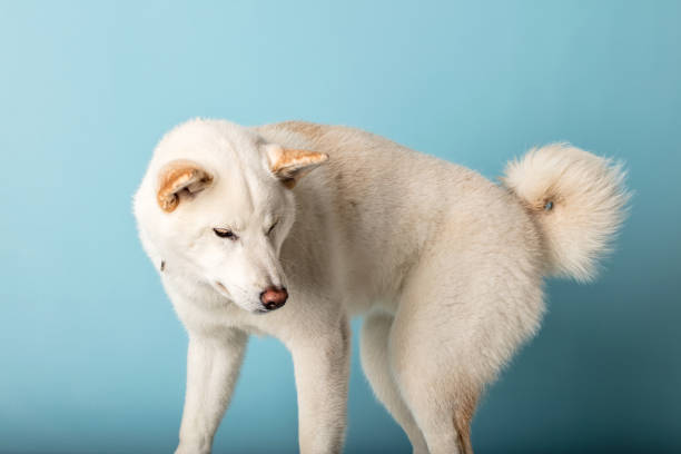 A white Shiba Inu dog on a blue background.